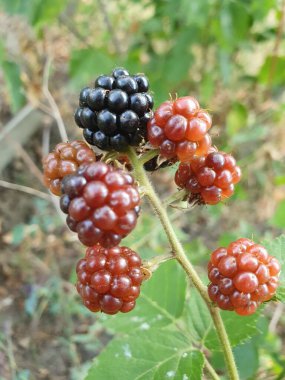 Böğürtlenler lezzetli ve sağlıklı bir meyvedir. İçinde önemli vitaminler, mineraller ve böğürtlen bulunur.