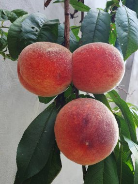 Güzel sulu olgun şeftaliler bir ağaç dalında asılı, tatlı meyve