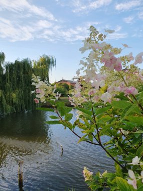 A beautiful hydrangea paniculata shrub with delicate large pink inflorescences grows on the shore of a small lake, nature clipart