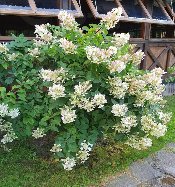 Stock image Hydrangea paniculata - a beautiful ornamental shrub with delicate large inflorescences, nature