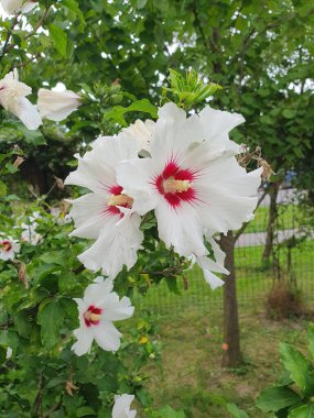 Güzel beyaz çiçek - Suriye 'de bir çalılık olan Hibiscus, pembe renkli beyaz çiçekler, güzellikleriyle cezbeder, bitkiye Suriye gülü denir.