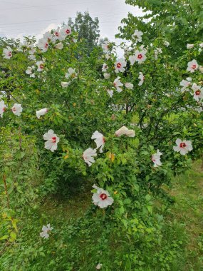 Güzel beyaz çiçek - Suriye 'de bir çalılık olan Hibiscus, pembe renkli beyaz çiçekler, güzellikleriyle cezbeder, bitkiye Suriye gülü denir.