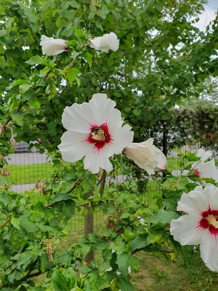 stock image Beautiful white flower - Syrian Hibiscus, a bush plant, white flowers with a pink tint attract with their beauty, the plant is also called Syrian rose