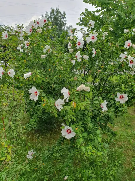 stock image Beautiful white flower - Syrian Hibiscus, a bush plant, white flowers with a pink tint attract with their beauty, the plant is also called Syrian rose