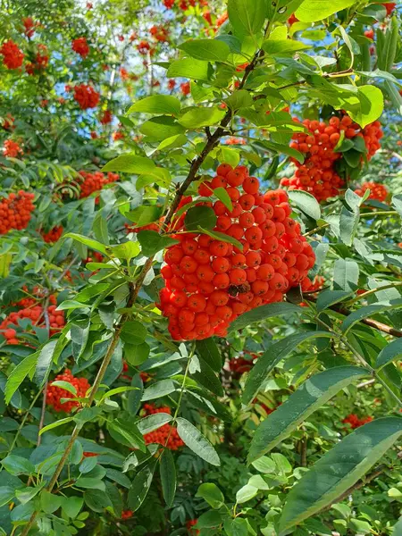 Rowan 'ın ağaçtaki güzel dalı, parlak kırmızı renk kümeleri. Böğürtlenler yenilebilir ve tıbbi özellikleri var..