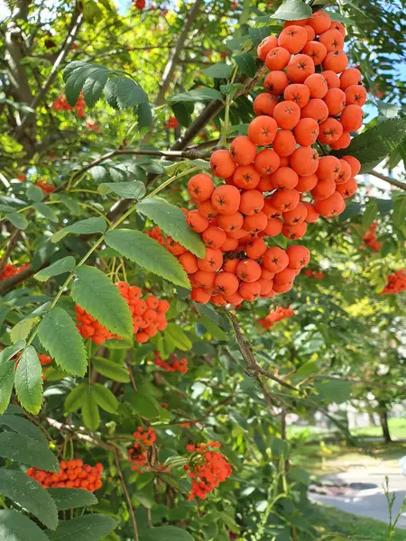 Rowan 'ın ağaçtaki güzel dalı, parlak kırmızı renk kümeleri. Böğürtlenler yenilebilir ve tıbbi özellikleri var..