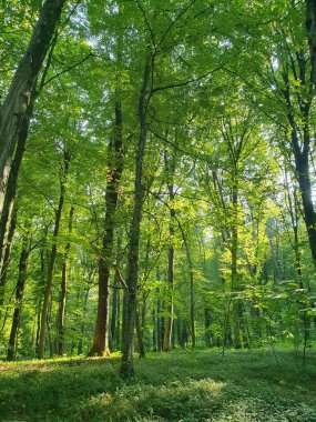 Yazın güneşli ormanda, yeşil ağaçlar, çimenler, doğa