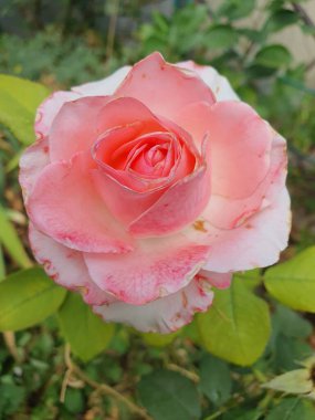 Bahçedeki çiçek tarhında yetişen güzel pembe bir gül, doğa.