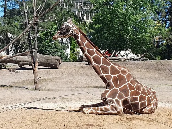 stock image Giraffe lies on the ground in the zoo, beautiful African animal, nature