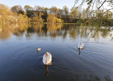 Güneşli bir günde gölde yüzen beyaz kuğular, doğa.