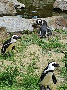 Wroclaw Hayvanat Bahçesindeki güzel penguenler, doğa