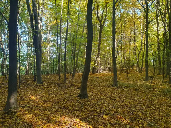 Güzel sonbahar ormanı, ağaçlarda renkli yapraklar, ormanda düşen yapraklar, altın sonbahar, doğa.