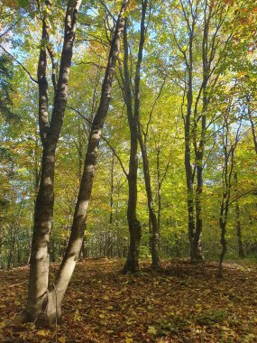 Güzel sonbahar ormanı, ağaçlarda renkli yapraklar, ormanda düşen yapraklar, altın sonbahar, doğa.