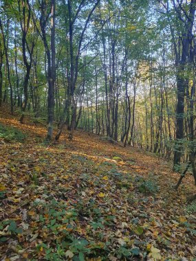 Güzel sonbahar ormanı, ağaçlarda renkli yapraklar, ormanda düşen yapraklar, altın sonbahar, doğa.