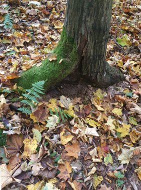 Bir sonbahar ormanında yosunla kaplı bir ağaç gövdesi. Düşen sarı yaprakların arka planına karşı, doğa.