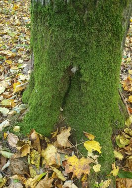Bir sonbahar ormanında yosunla kaplı bir ağaç gövdesi. Düşen sarı yaprakların arka planına karşı, doğa.