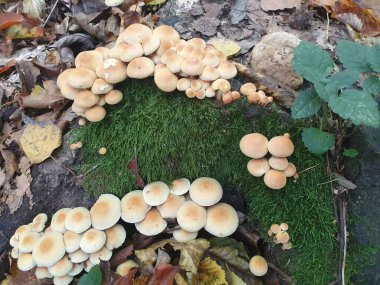 Yosun kaplı bir kütükteki mantarlar, sahte bal mantarı, sahte bal mantarı. Sonbahar ormanında sarı yaprakların etrafındaki zehirli mantarlar açık kahverengidir, sonbahar