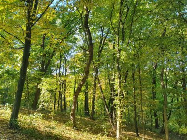 Güzel sonbahar ormanı, ağaçlarda renkli yapraklar, ormanda düşen yapraklar, altın sonbahar, doğa.