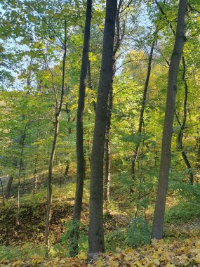 Güzel sonbahar ormanı, ağaçlarda renkli yapraklar, ormanda düşen yapraklar, altın sonbahar, doğa.
