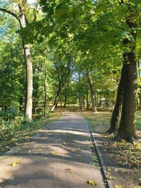 Sonbahar parkında yürüyüş yolu, renkli ağaçlar, düşen yapraklar, altın sonbahar, doğa.