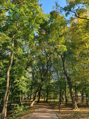 Sonbahar parkında yürüyüş yolu, renkli ağaçlar, düşen yapraklar, altın sonbahar, doğa.