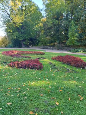 Güzel sonbahar ormanı, ormandaki büyük yeşil açıklık, ağaçlardaki renkli yapraklar, altın sonbahar, doğa.