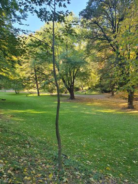 Güzel sonbahar ormanı, ormandaki büyük yeşil açıklık, ağaçlardaki renkli yapraklar, altın sonbahar, doğa.