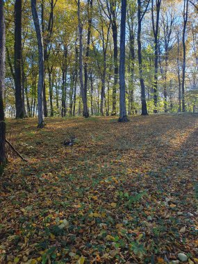 Güzel sonbahar ormanı, ağaçlarda renkli yapraklar, ormanda düşen yapraklar, altın sonbahar, doğa.
