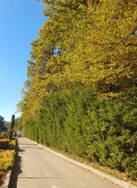 Sonbahar parkında yürüyüş yolu, renkli ağaçlar, düşen yapraklar, altın sonbahar, doğa.