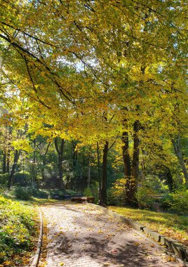 Sonbahar parkında yürüyüş yolu, renkli ağaçlar, düşen yapraklar, altın sonbahar, doğa.