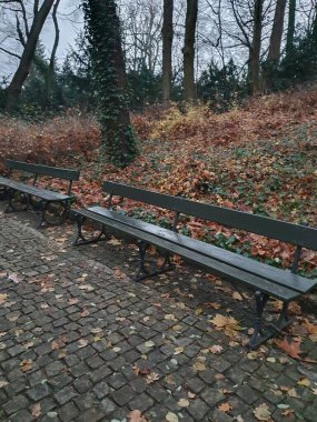 Sonbaharın sonlarında şehir parkı, dinlenmek için banklar, düşen yapraklar, çıplak ağaçlar, kasvetli bulutlar, yaprak düşüşü, doğa