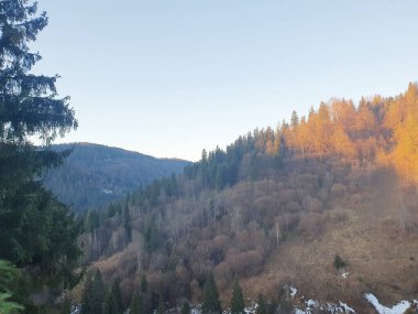 Güzel Karpat dağları, kozalaklı ağaçlar ve yaprak döken ağaçlar, mavi gökyüzüne karşı ladin ağaçları, doğa.