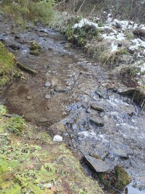 Karpat ormanlarındaki dağ nehri, yeşil yapraklar, doğa.
