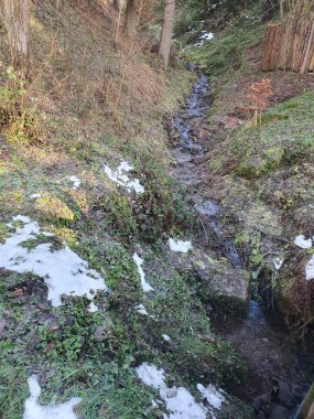 Karpat ormanlarındaki dağ nehri, yeşil yapraklar, doğa.