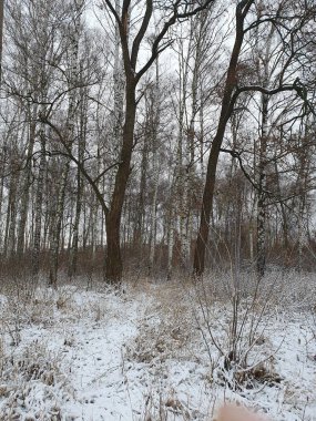Ormanda kış, karda ayak izleri, karla kaplı çalılar, kış