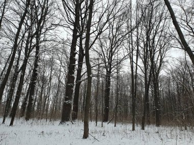 Ormanda kış, karda ayak izleri, karla kaplı çalılar, kış