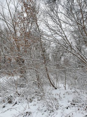 Ormanda kış, karda ayak izleri, karla kaplı çalılar, kış
