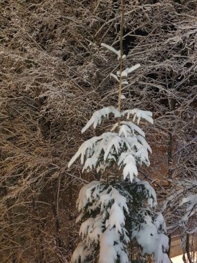 Dağlarda kış akşamı, karla kaplı ağaçlar, kardaki çam ağaçları, doğa.