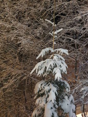 Dağlarda kış akşamı, karla kaplı ağaçlar, kardaki çam ağaçları, doğa.