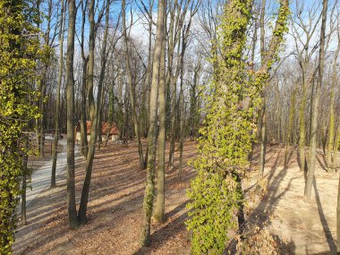 İlkbaharda ormanın uyanması, kış uykusundan sonra doğanın canlanması. Güneş ışınları ağaçların dallarını delip geçiyor ve sıcak ve neşeli bir atmosfer yaratıyor.