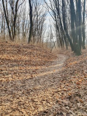 İlkbaharda ormanın uyanması, kış uykusundan sonra doğanın canlanması. Güneş ışınları ağaçların dallarını delip geçiyor ve sıcak ve neşeli bir atmosfer yaratıyor.