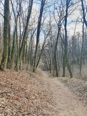İlkbaharda ormanın uyanması, kış uykusundan sonra doğanın canlanması. Güneş ışınları ağaçların dallarını delip geçiyor ve sıcak ve neşeli bir atmosfer yaratıyor.