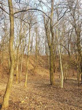 İlkbaharda ormanın uyanması, kış uykusundan sonra doğanın canlanması. Güneş ışınları ağaçların dallarını delip geçiyor ve sıcak ve neşeli bir atmosfer yaratıyor.
