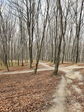Kar eridikten sonra bahar ormanı canlanıyor. İlk çimen filizleriyle kaplı zemin yavaş yavaş uyanıyor. Güneş ışınları ağaçların dallarını delip geçiyor.