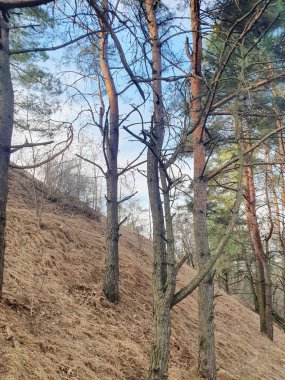 Kar eridikten sonra bahar ormanı canlanıyor. İlk çimen filizleriyle kaplı zemin yavaş yavaş uyanıyor. Güneş ışınları, ağaçların dallarını delip geçiyor.