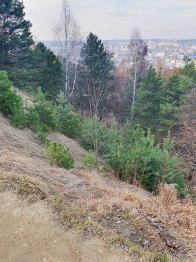 Genç Noel ağaçları, ilkbaharın başlarında ormandaki düşen yaprakların arasından geçiyorlar. Genç filizlerle kaplı parlak yeşil dallar yenilenme ve hayati enerji atmosferi yaratır.