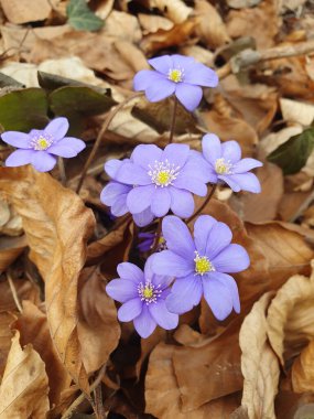 Yaygın çalılıkların ilk çiçekleri, düşen yaprakların tabakasını kırarak baharın gelişini müjdeliyor. Yenilenme hissini ve ilk bahar çiçeklerinin getirdiği umudu taşır..