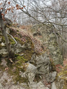 Yoğun ormandan çıkan kayalar. Yosun ve yosunla kaplı kayalar, yüzyıllardır burada duran ormanın eski bekçileri gibi görünüyor.