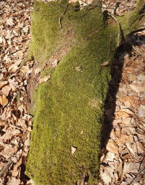 Yüzeyi kaplayan yeşil yosunların parlak yakın çekimi tazelik ve doğal uyum hissi yaratıyor. Arkaplan resimleri, çevre temaları, tasarım ve doğa kavramları için