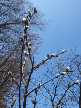 Tüylü söğüt çiçekleri (söğüt ağacı küpeleri) ağacın dallarında filizlenerek baharın başlangıcını sembolize eder. Narin, yumuşak tomurcuklar gümüş tüylerle kaplıdır.